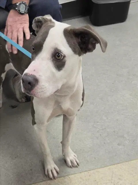 Martin - Pit Bull Terrier