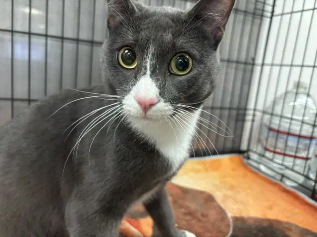 Cashmere - Domestic Short Hair