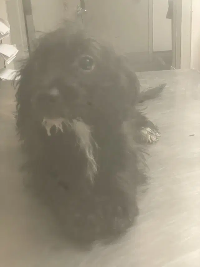Unknown - Dachshund