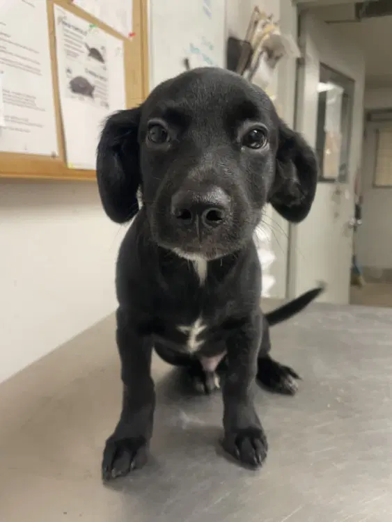 Unknown - Dachshund