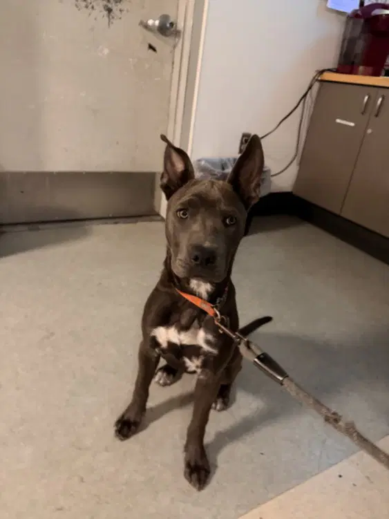 Zara - American Pit Bull Terrier