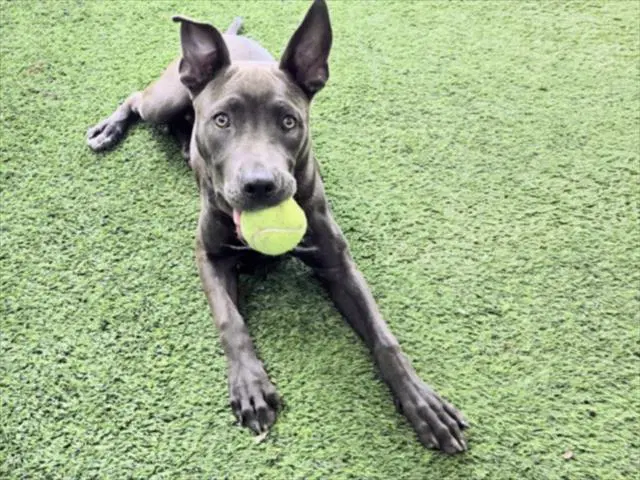 Zara - American Pit Bull Terrier
