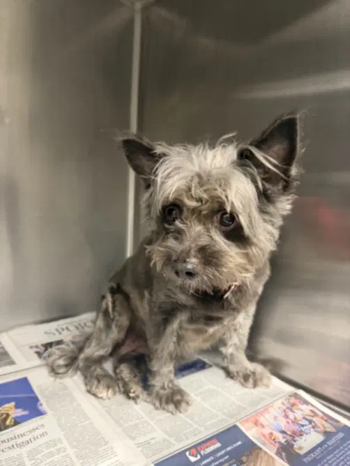 Avispita - Cairn Terrier