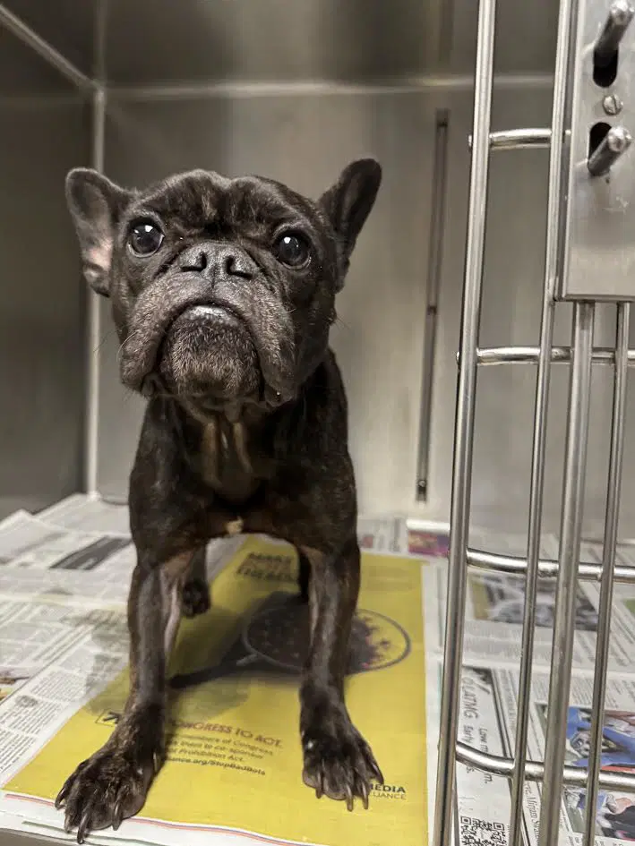 Remmie - French Bulldog