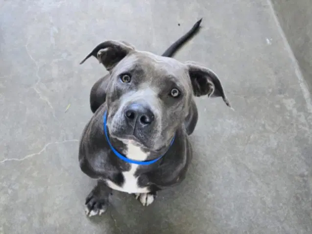 Velvet - Staffordshire Bull Terrier