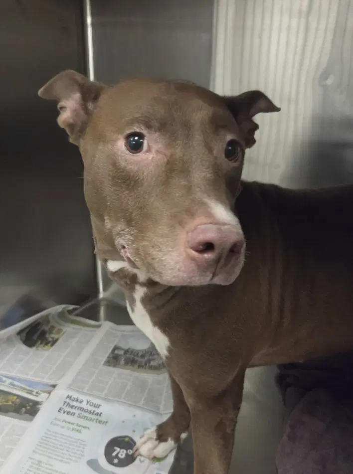 Yoyo - Pit Bull Terrier