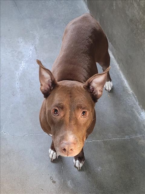 Yoyo, Pit Bull Terrier (medium coat)