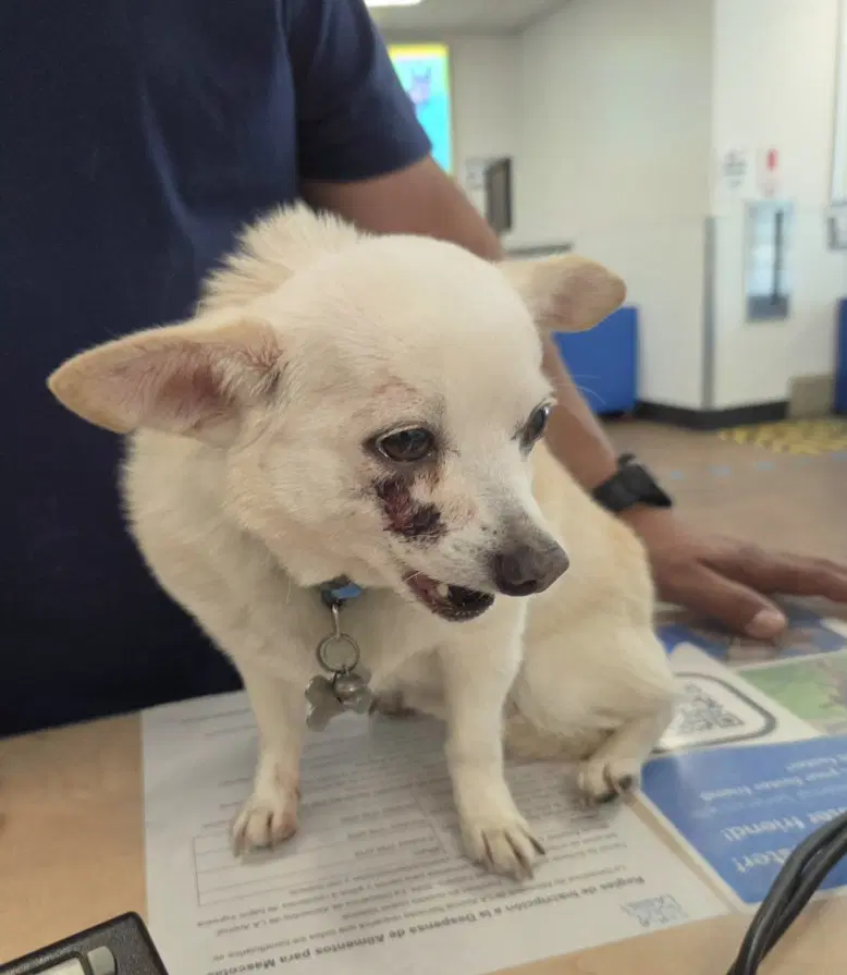 Loki - Chihuahua
