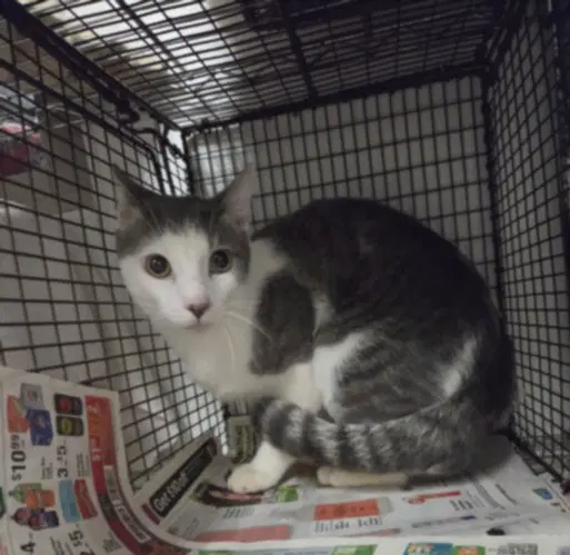 Maxxy - Domestic Medium Hair