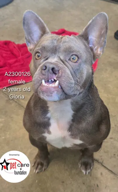 Gloria - French Bulldog
