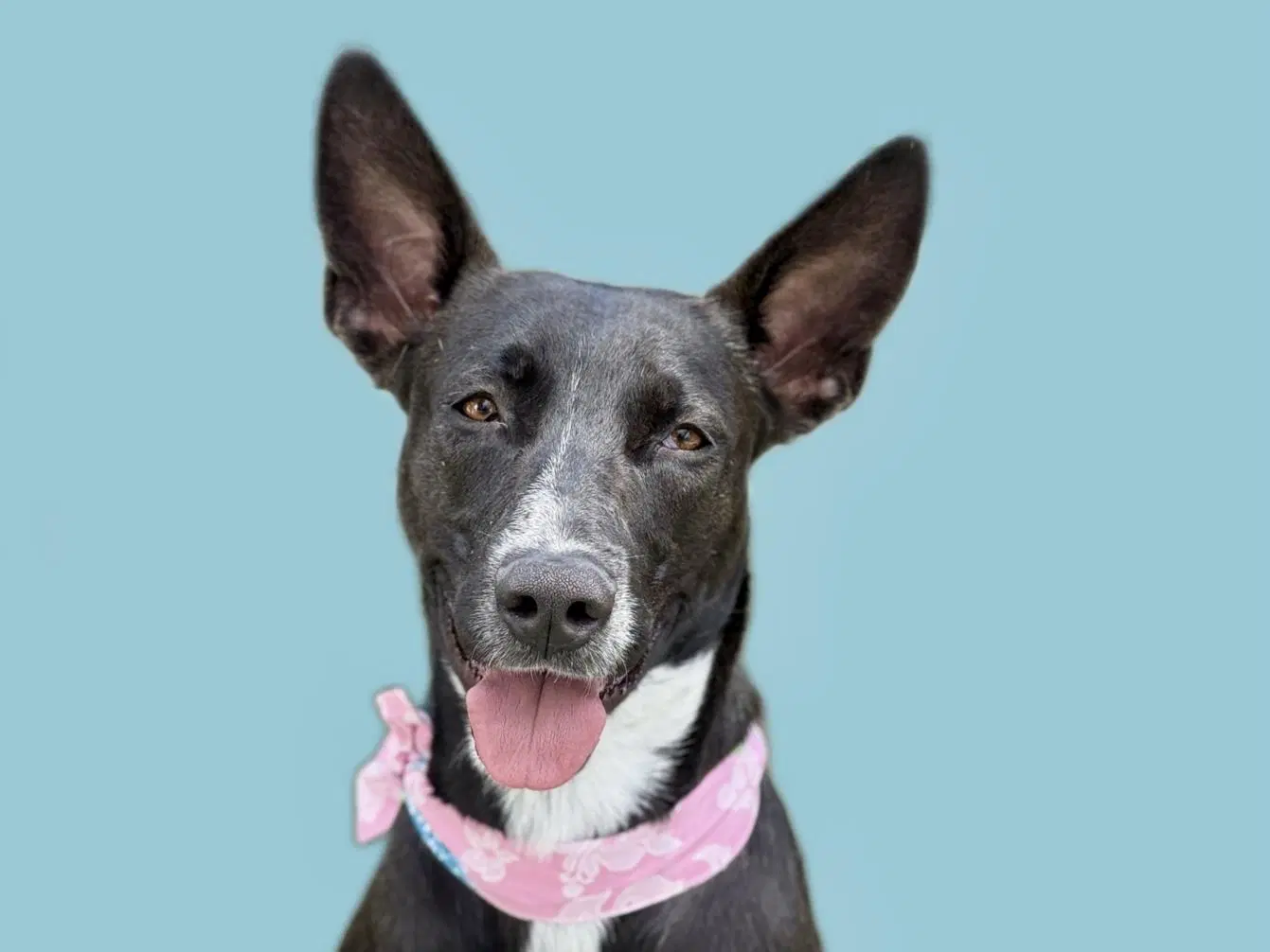 Dottie - Border Collie
