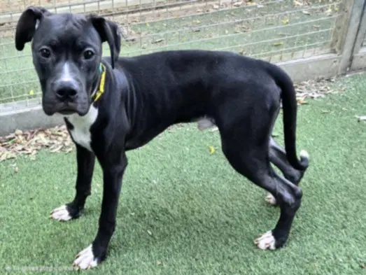 Tux - Pit Bull Terrier
