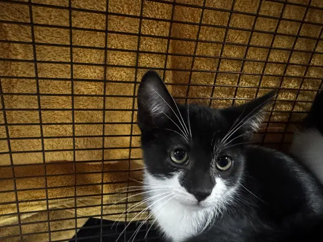 Spooky - Domestic Short Hair