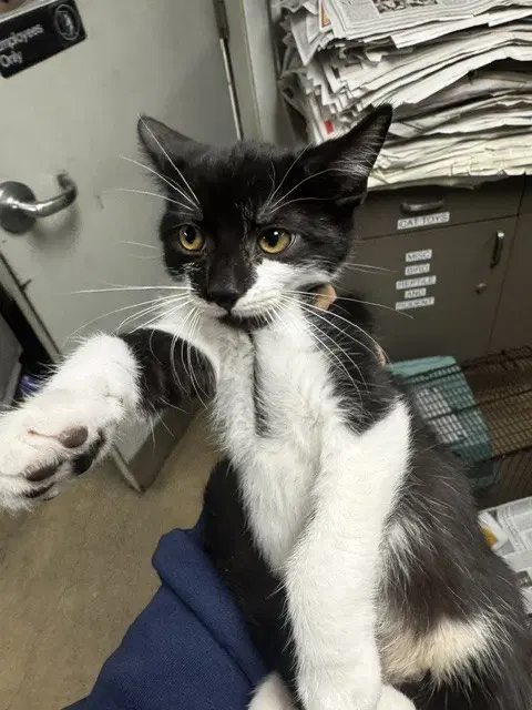 Goblin - Domestic Short Hair