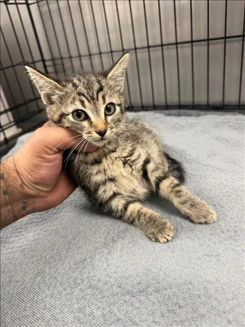 Sonia - Domestic Short Hair