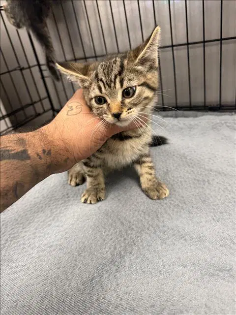 Jimbo - Domestic Short Hair