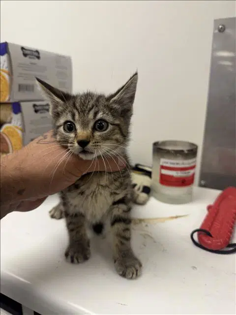 D Bone - Domestic Short Hair