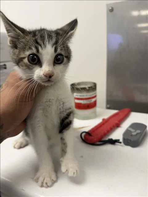Happy - Domestic Short Hair