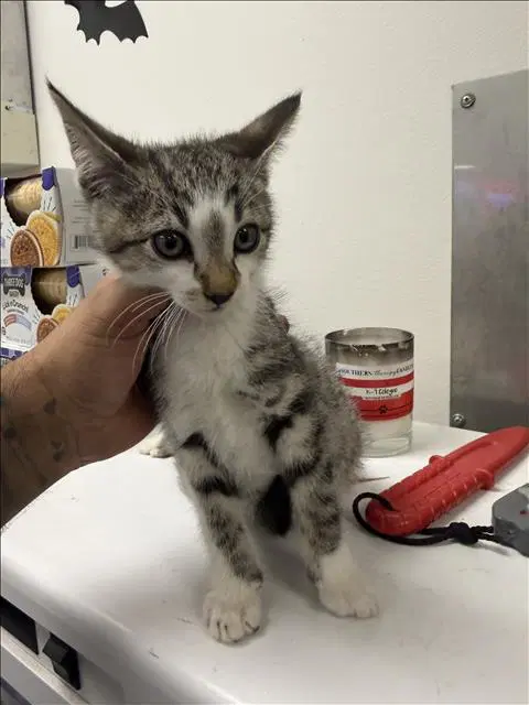 Wario - Domestic Short Hair