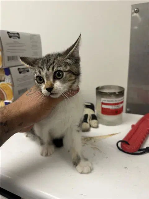 Loco - Domestic Short Hair
