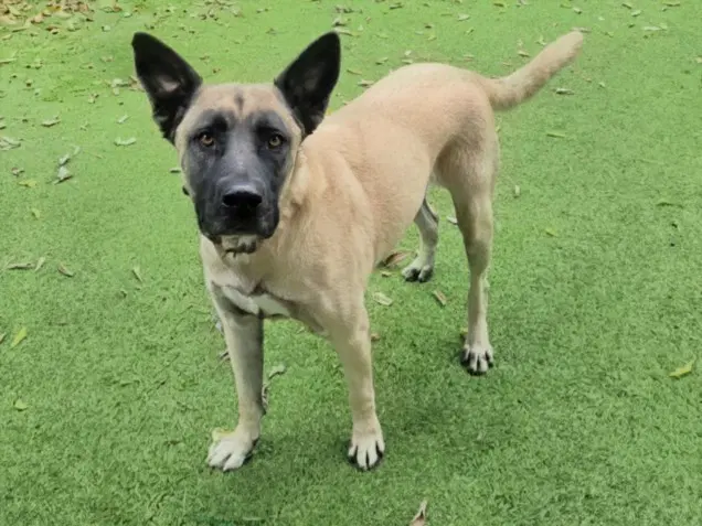 Jesse - German Shepherd Dog