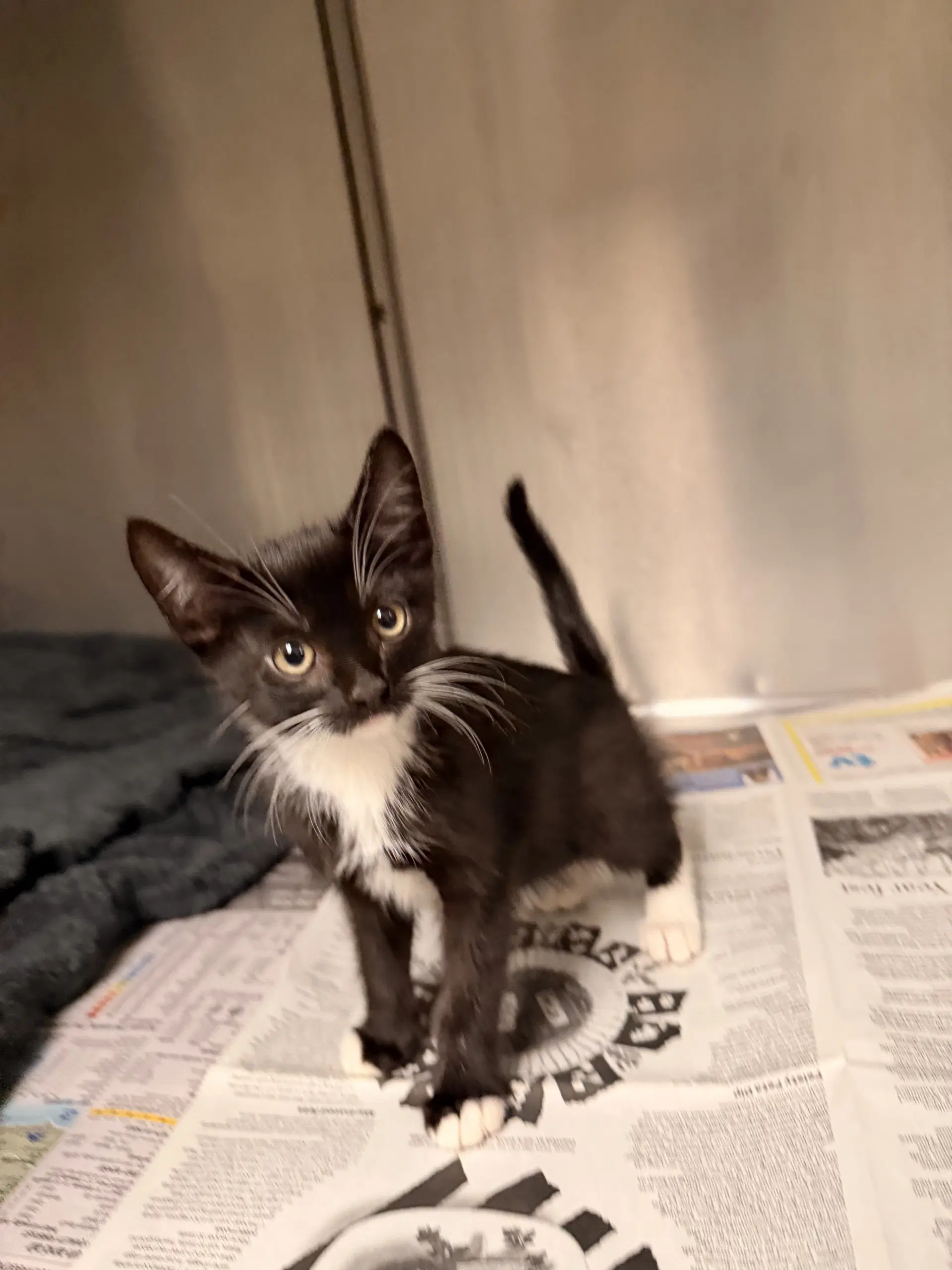 Friday - Domestic Short Hair