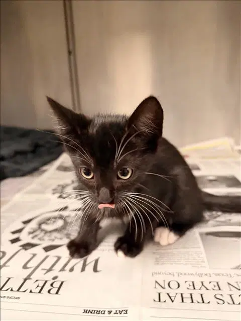 Vampire - Domestic Short Hair