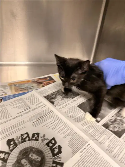 Spider - Domestic Short Hair