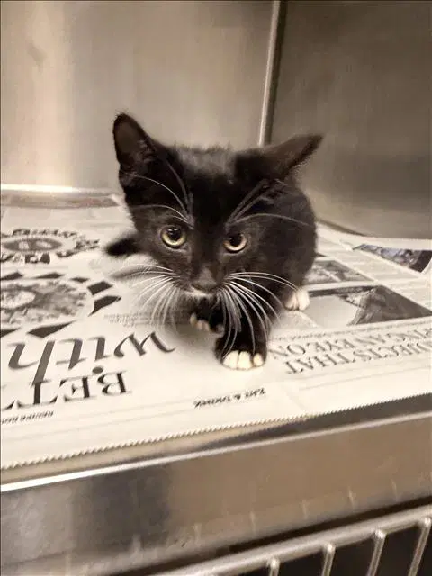 Juice - Domestic Short Hair