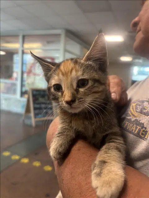 Cat - Domestic Short Hair