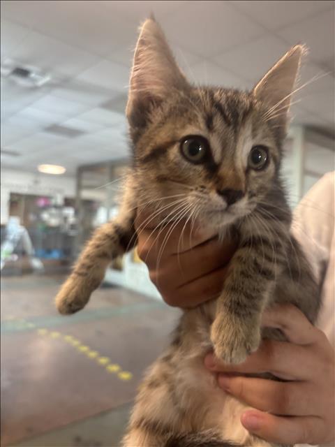 CAT # 2