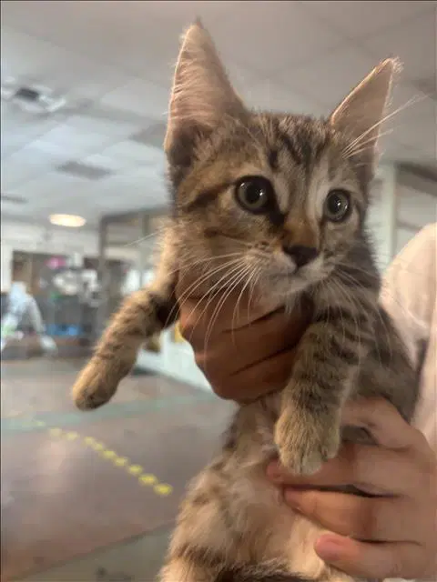 Cat - Domestic Short Hair