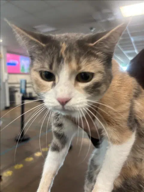 Umbra - Domestic Short Hair