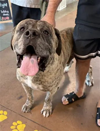 Rocky - Mastiff