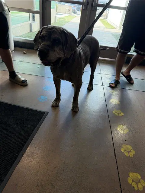 Jaden - Mastiff