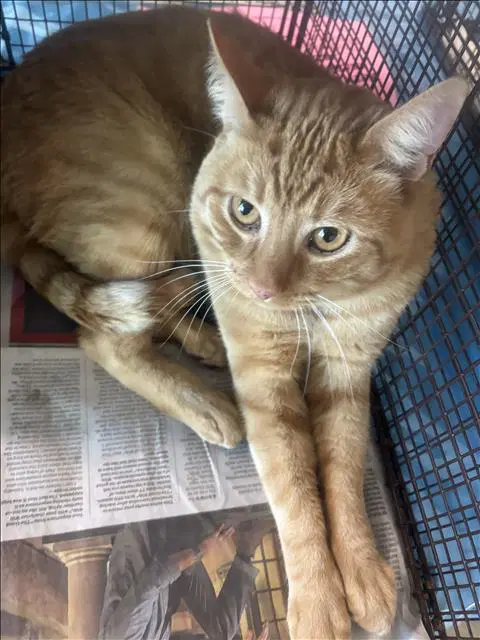 Leo - Domestic Short Hair