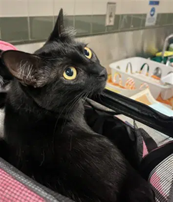 Sasha - Domestic Short Hair
