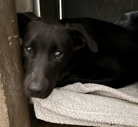 Professor X - Labrador Retriever
