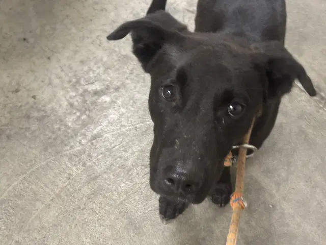 Professor X - Labrador Retriever