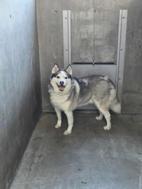 James - Siberian Husky