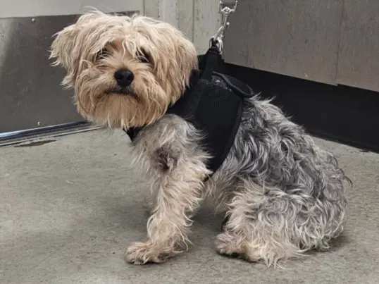 Peter Pan - Yorkshire Terrier Yorkie