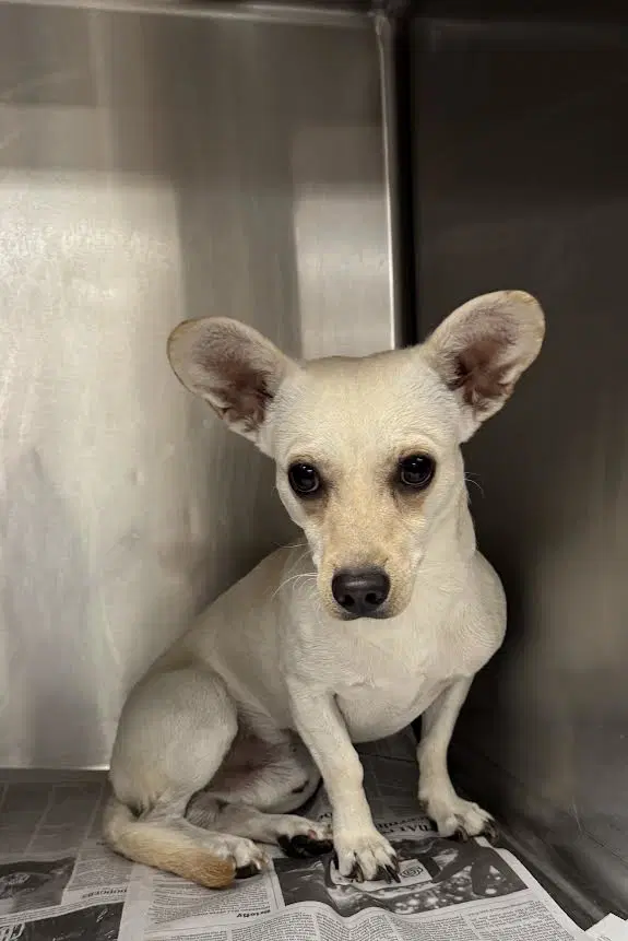 Milo - Chihuahua