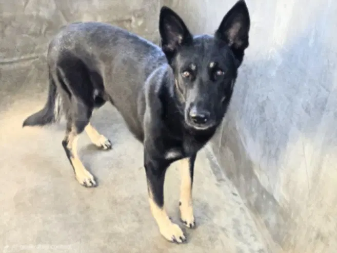 Sebastion - German Shepherd Dog