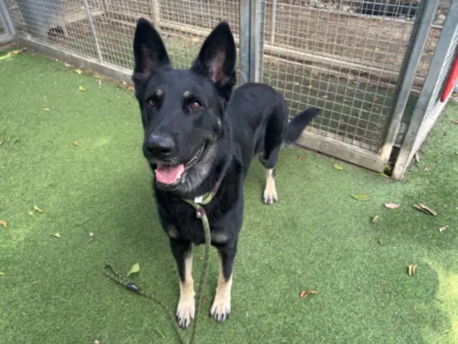 Sebastion - German Shepherd Dog