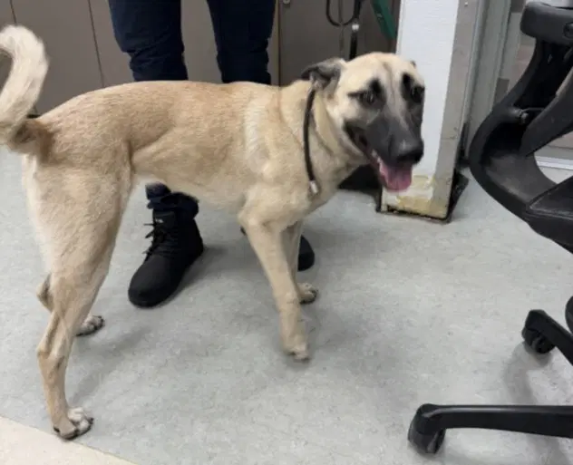 Mal - Belgian Shepherd Malinois