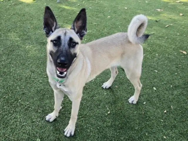 Mal - Belgian Shepherd Malinois