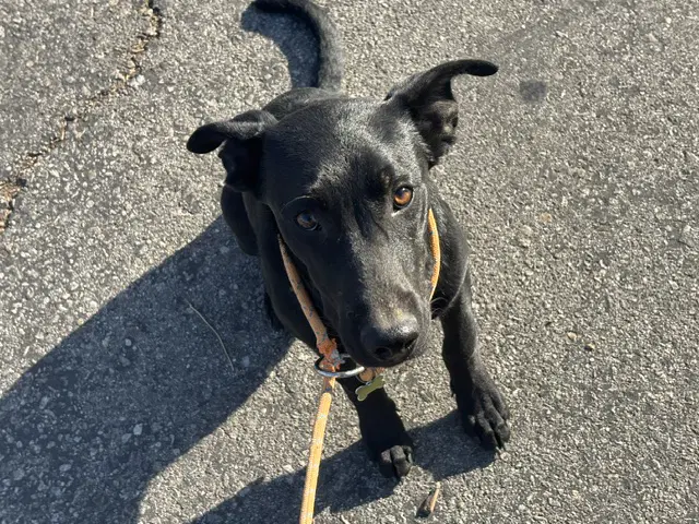 Wolverine - Labrador Retriever