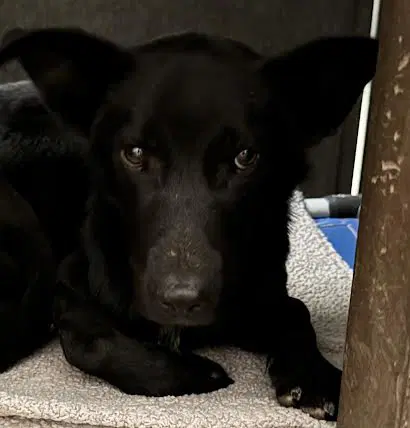 Cyclops - Labrador Retriever