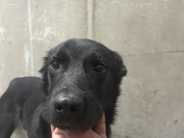 Cyclops - Labrador Retriever