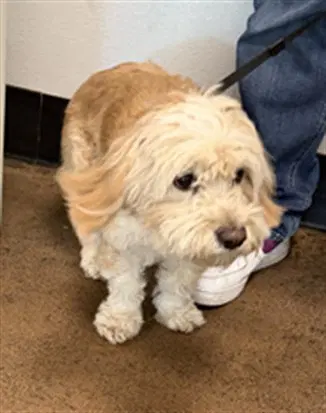 Rose - Maltese